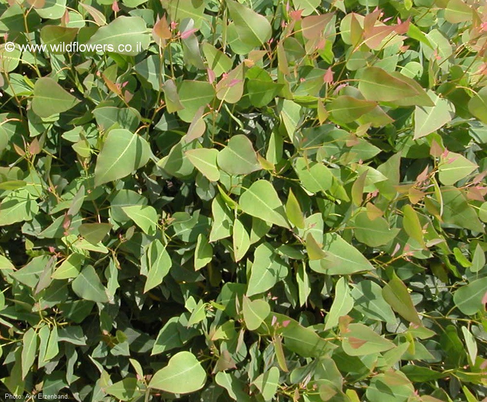 Eucalyptus gomphocephala 'Kaduri-KLL'